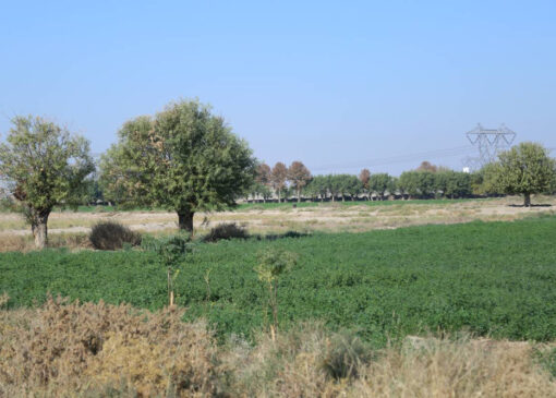 «تهرانگرد» به شهرستان ورامین می رود 